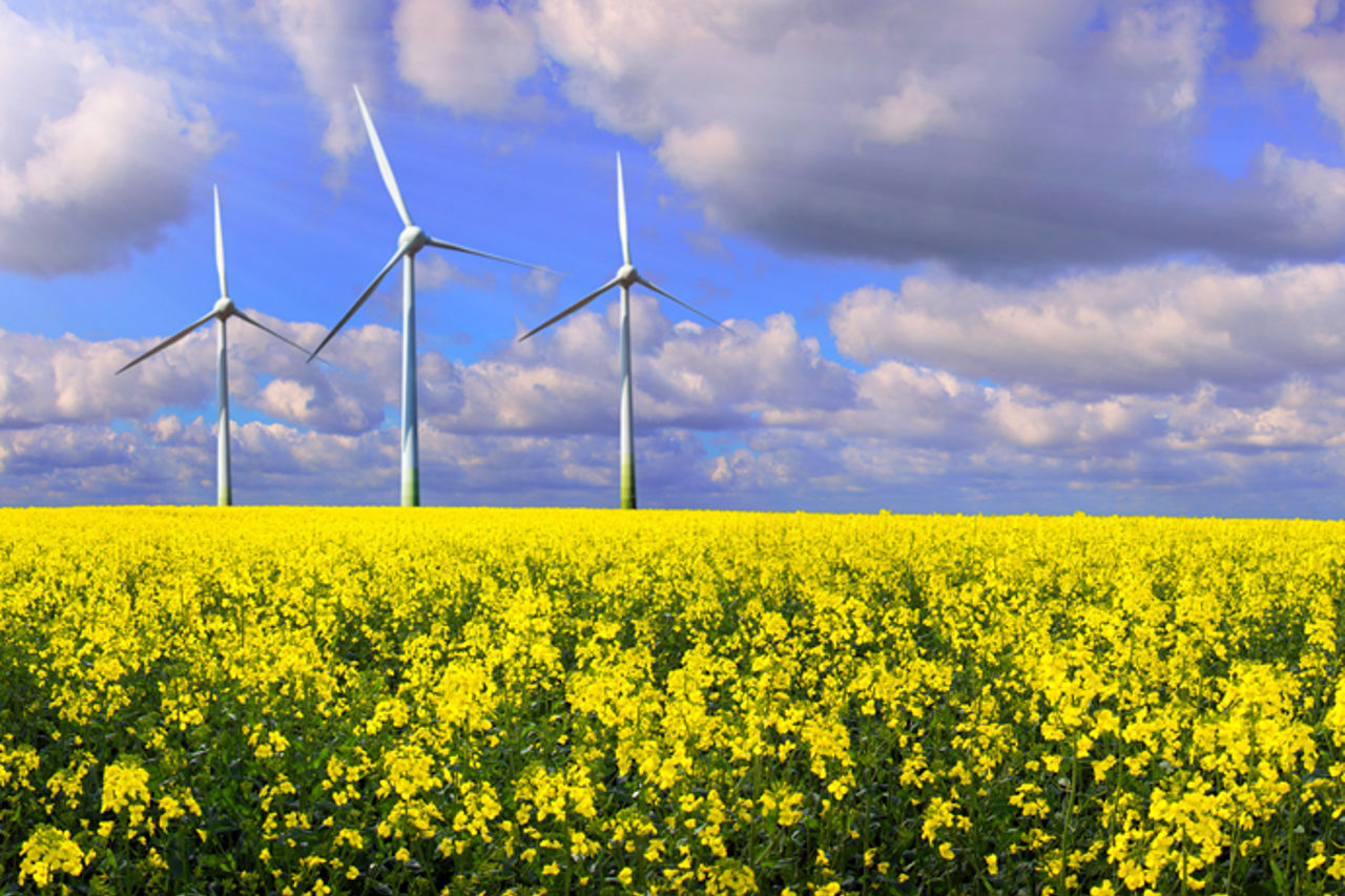 Rapeseed field with wind turbines